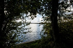 Svampe (90)